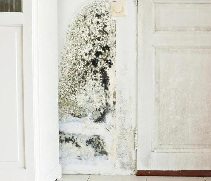 Wall in kitchen next to a white cabinet covered in mold