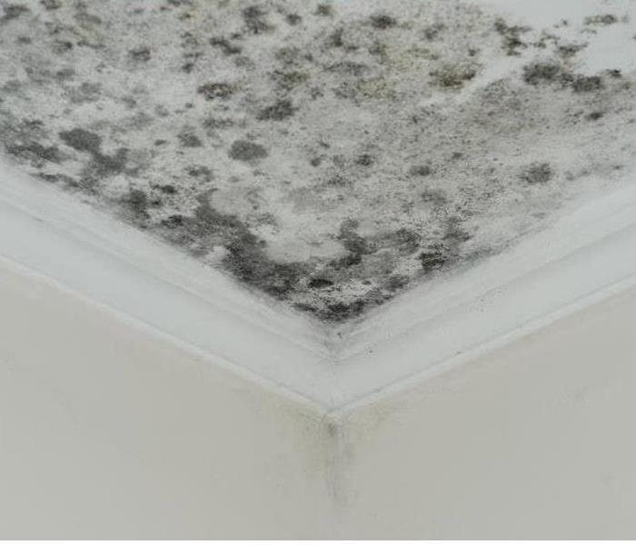 mold on white ceiling severe