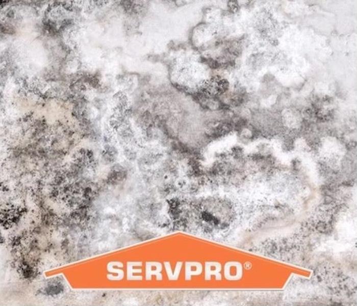 SERVPRO Mold