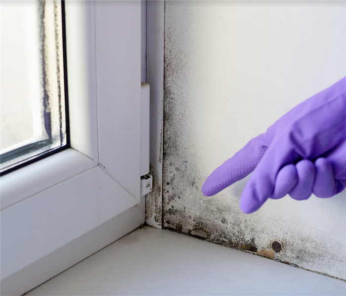 a gloved hand pointing at mold growing in the corner by the window