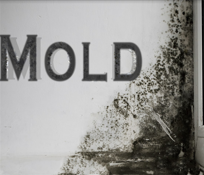 mold growing on the wall by a window