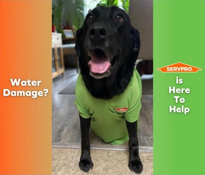 Black dog on a green and orange background with the caption “Water Damage? SERVPRO is Here to Help”