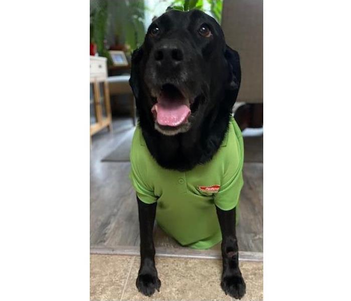 Black dog wearing a green SERVPRO shirt